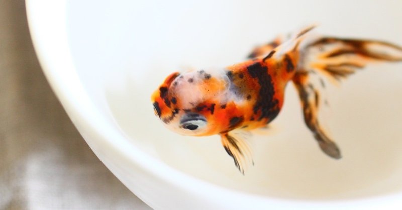 どんぶりで金魚を飼う どんぶり金魚 Ozawa Eiko Note