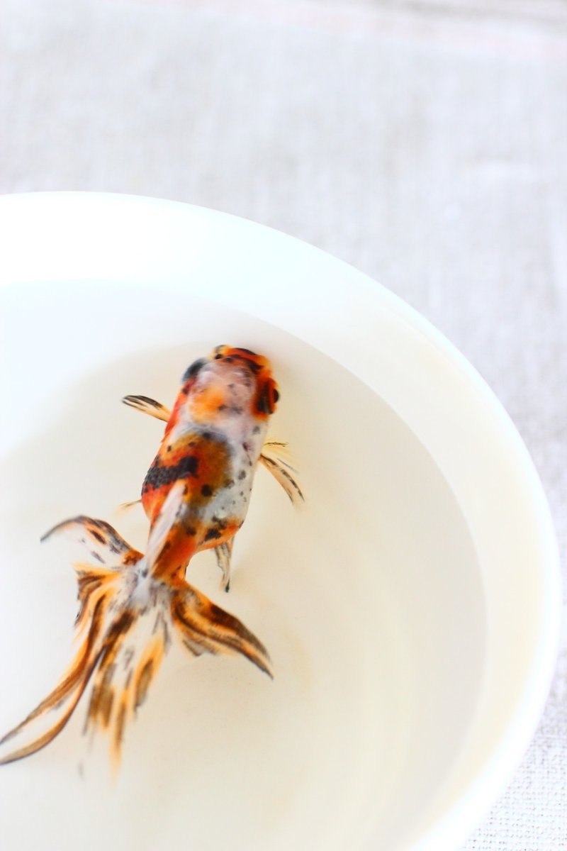 どんぶりで金魚を飼う どんぶり金魚 Ozawa Eiko Note どんぶりで金魚を飼う どんぶり金魚 Ozawa Eiko Note