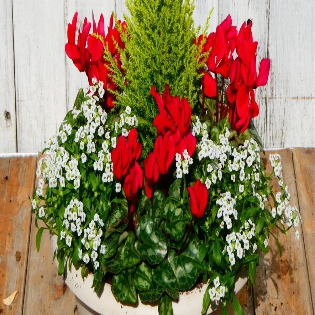 寄せ植え10の法則｜並木順子