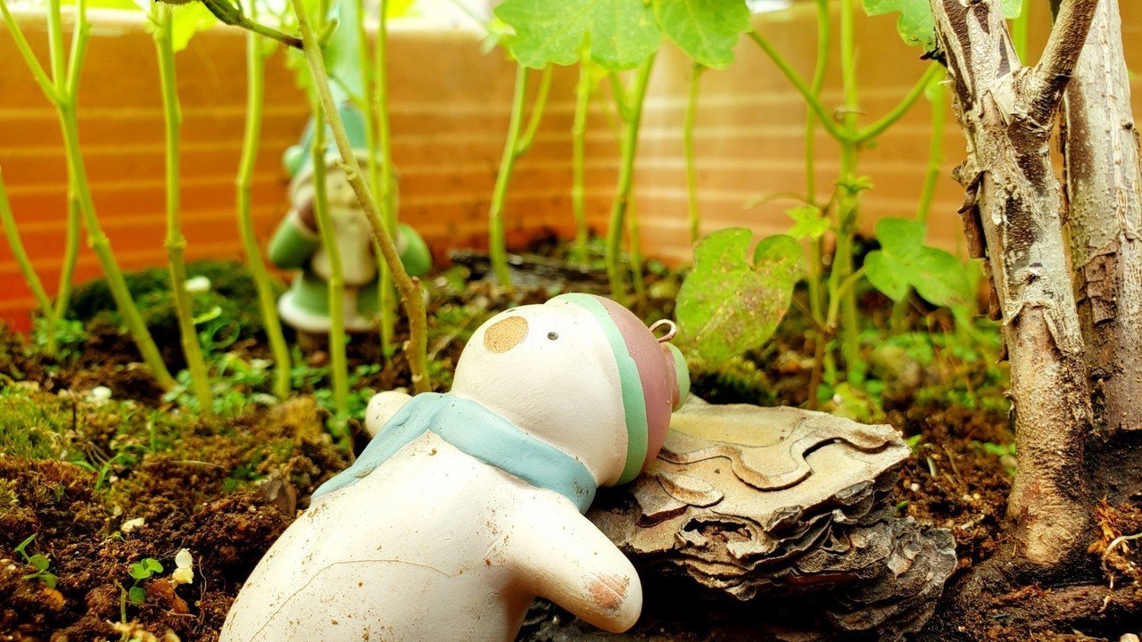 プランターで育てた花の下で 小さな小さな森を作ってみた キカゼ Note プランターで育てた花の下で 小さな小さな森を作ってみた キカゼ Note