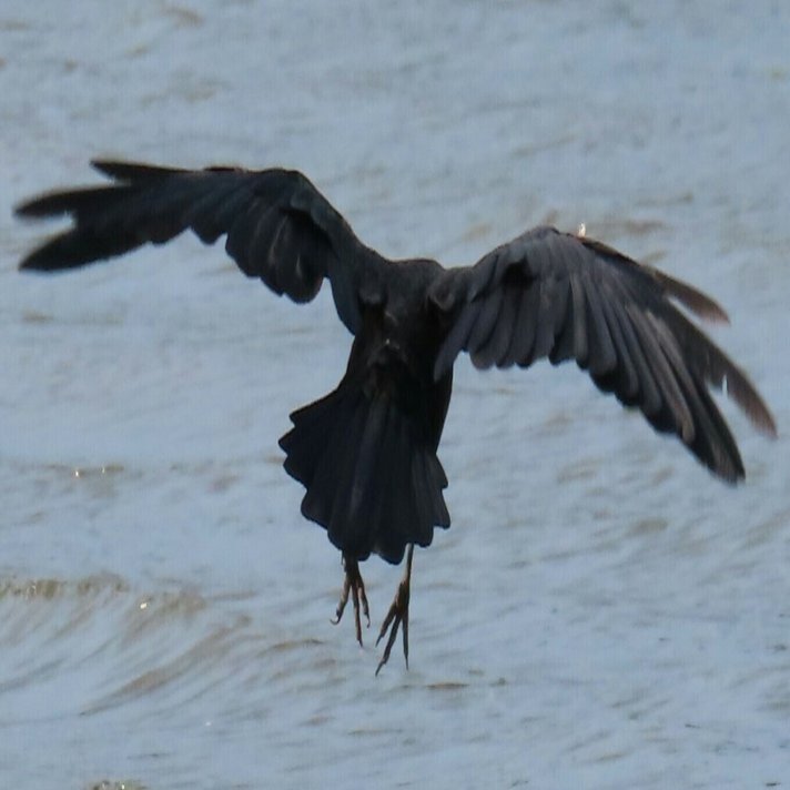 カラス撮影と写真のトリミング（アメブロ振り返り４５）｜月澄狸, image size:1360x712