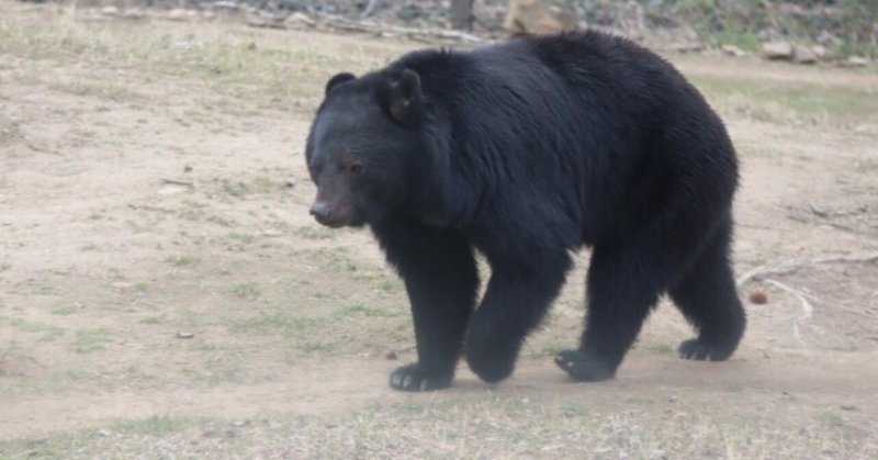 ツキノワグマと出会わないために