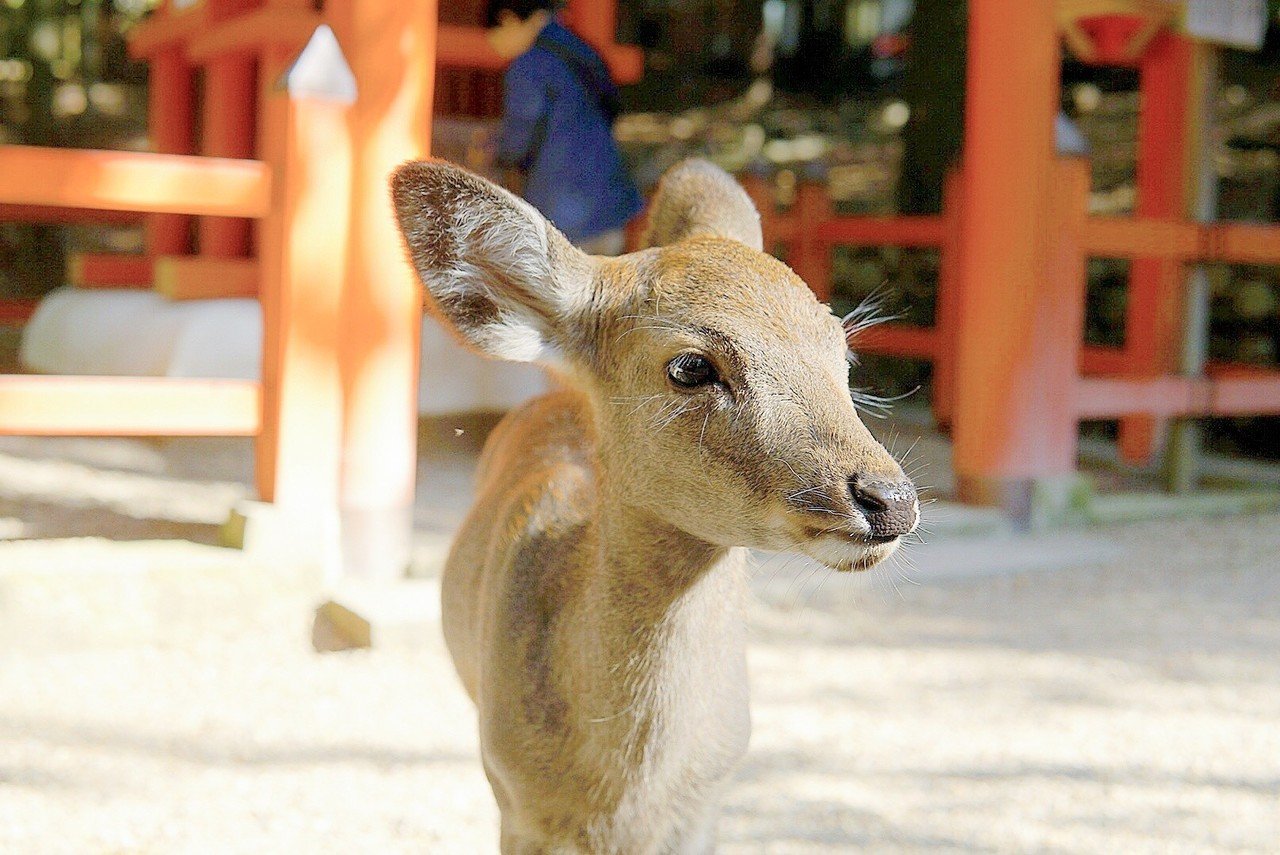 鹿に奪われない！「鹿せんべい」の上手な買い方と距離感｜まいこ