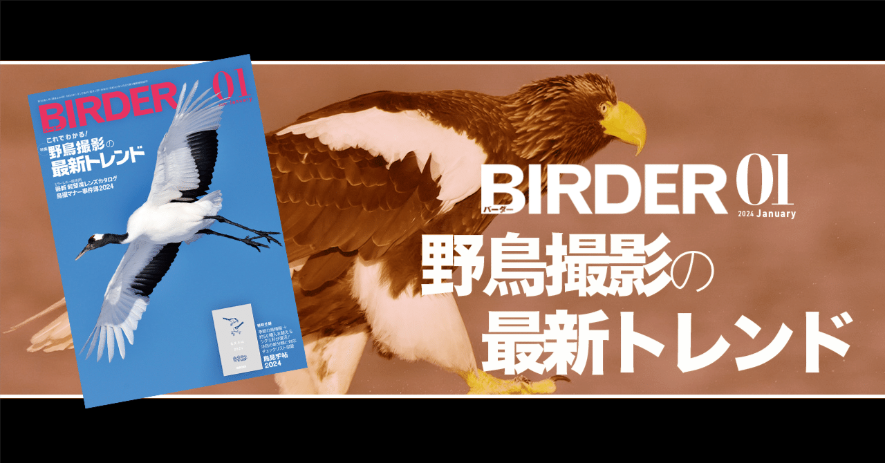BIRDER1月号の見どころ｜ブンイチ（文一総合出版）