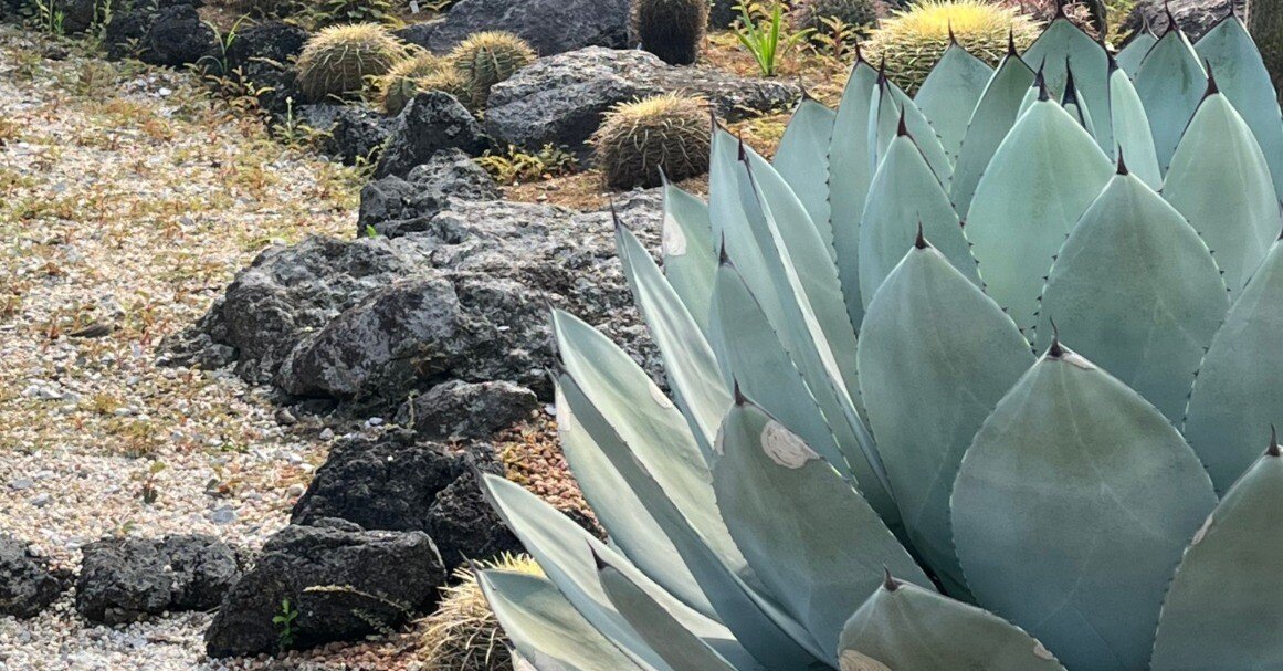 アガベ 品種紹介（Parryanae節）｜KKGREEN