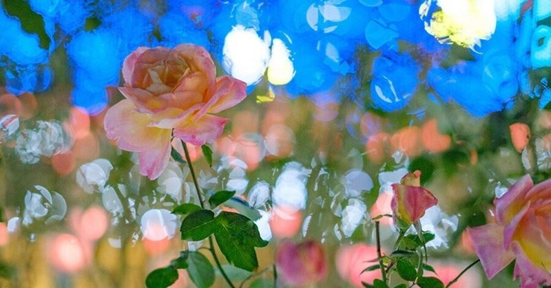 F0.95で撮る「あしかがフラワーパーク・光の花の庭」