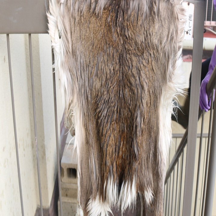 ニホンジカの皮なめしに挑戦｜asanokobu