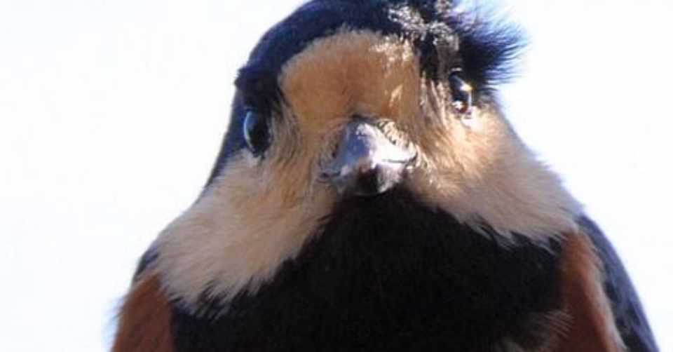 第316回 人懐くっこいヤマガラ 3回目 翆野 大地 Note