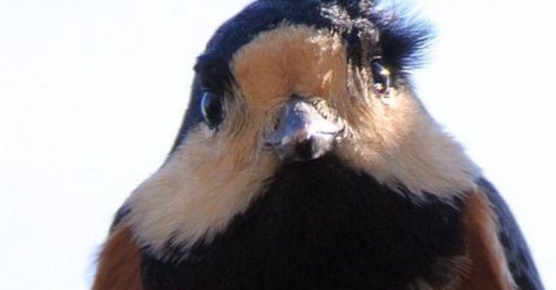 第316回 人懐くっこいヤマガラ 3回目 翆野 大地 Note