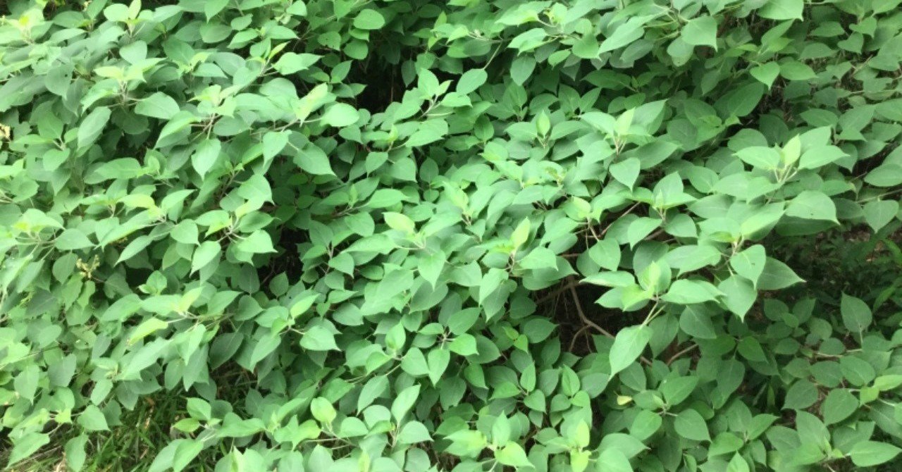 野草食日記 76 クサギの葉っぱを食べてみる なな艸 Note
