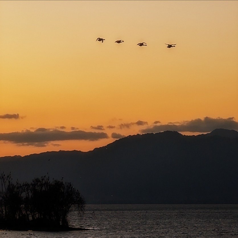 田んぼのコハクチョウ ねぐらに到着する｜annon
