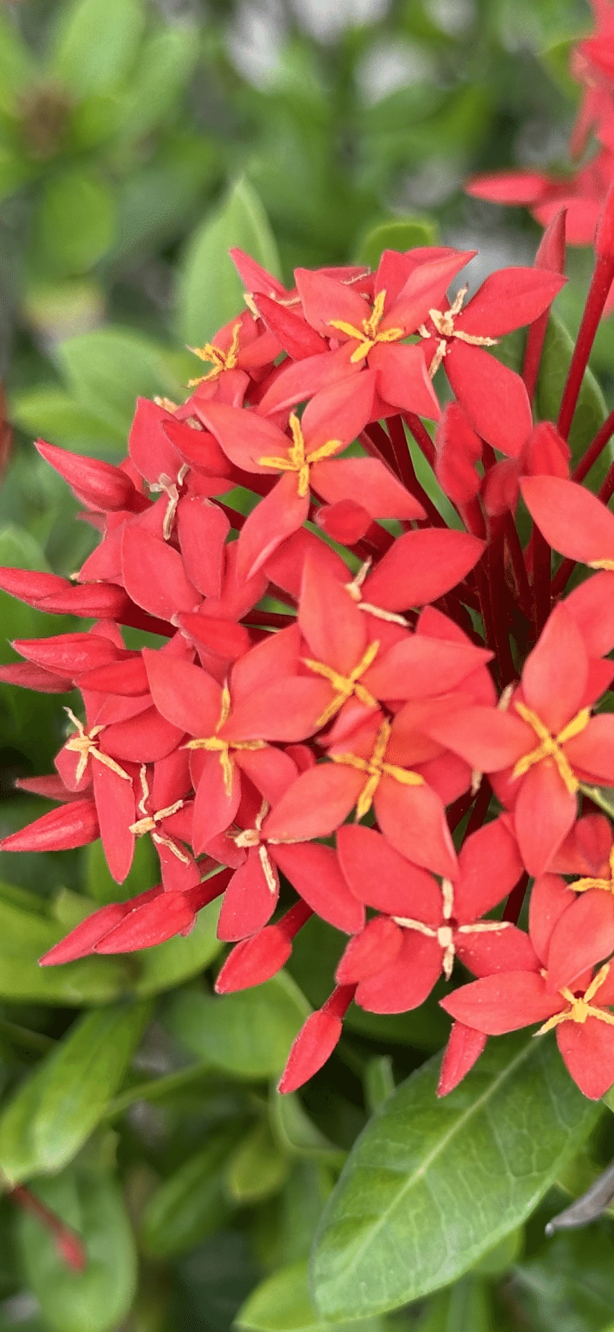 SCARLET JUNGLE FLAME｜EGGSEED