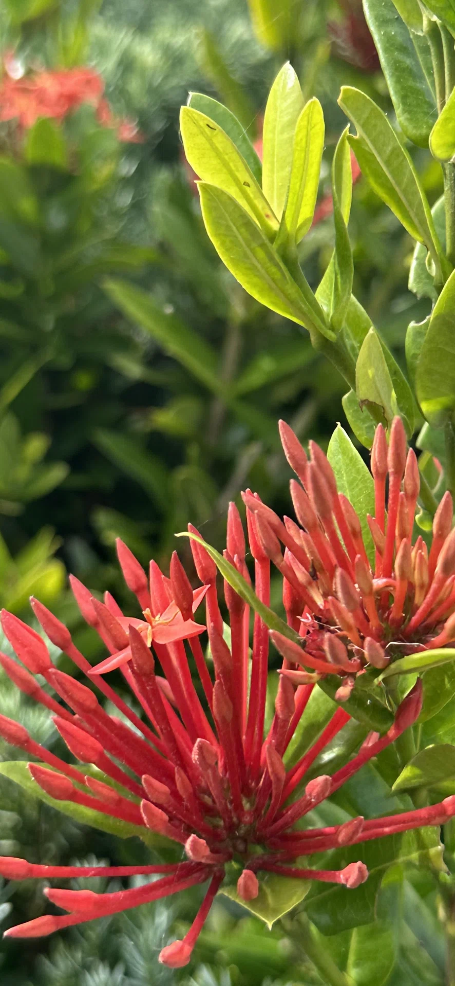 SCARLET JUNGLE FLAME｜EGGSEED