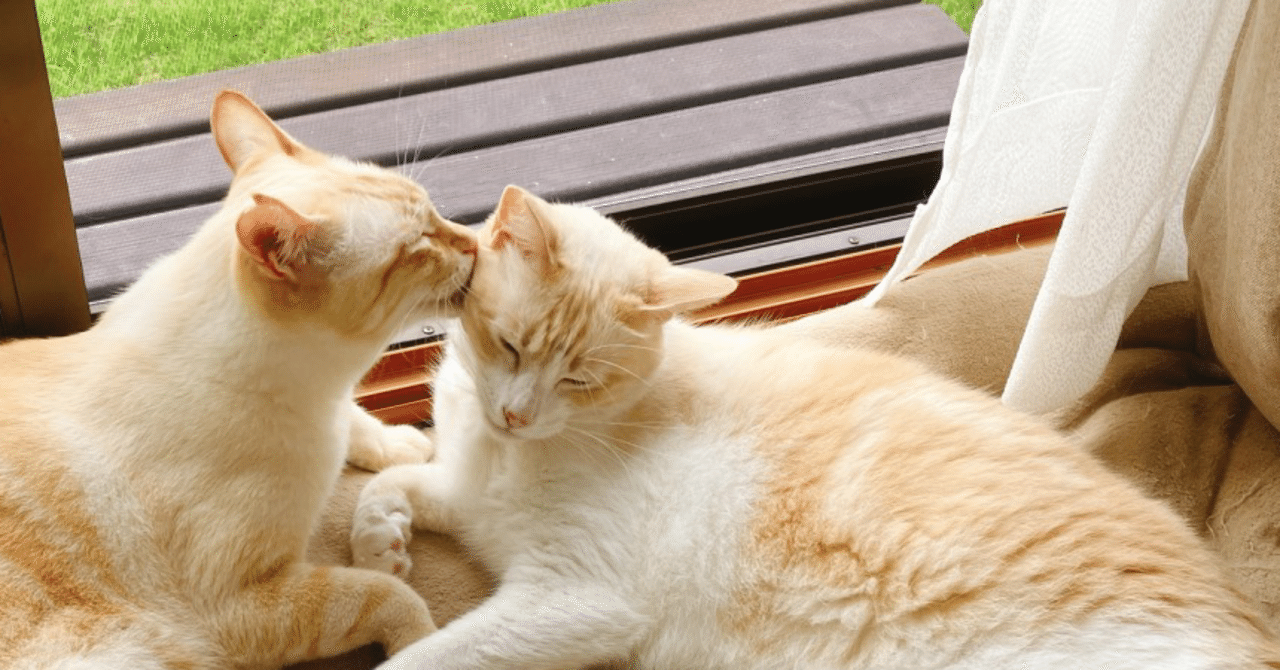 ♡ねむり猫様確認ページ♡ ねこ様 確認ページ ♡ねむり猫様確認ページ♡ 猫猫 - Search / X