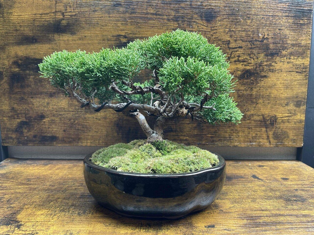 【是心】苔鉢　植木鉢　盆栽鉢　bonsai 是心】苔鉢植木鉢盆栽鉢bonsai