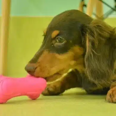 くま