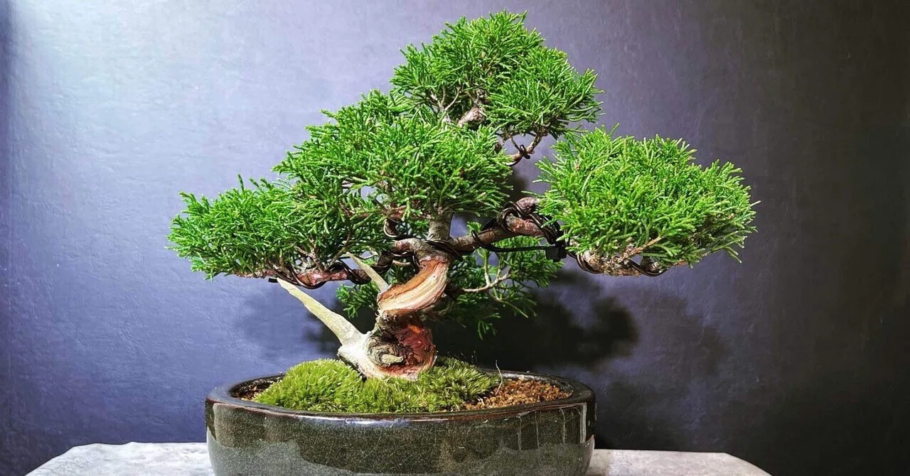 盆栽に苔は貼ってもいいの？【後編】｜gennosuke_id