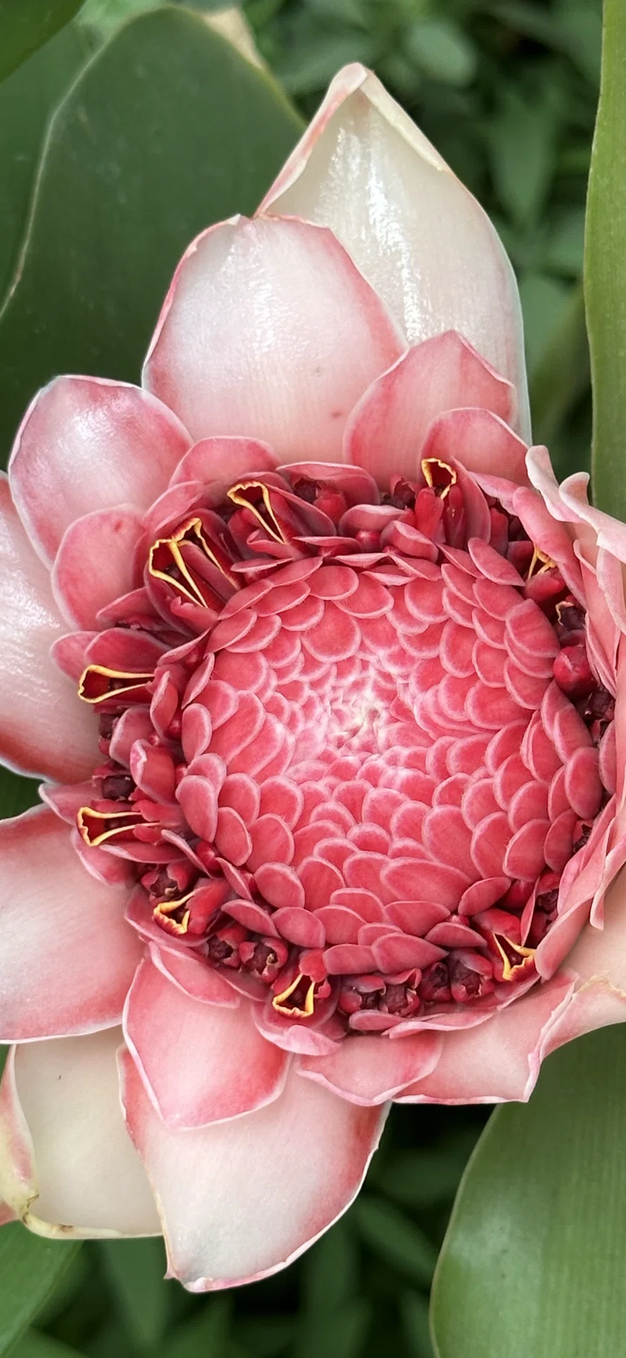 TORCH GINGER｜EGGSEED