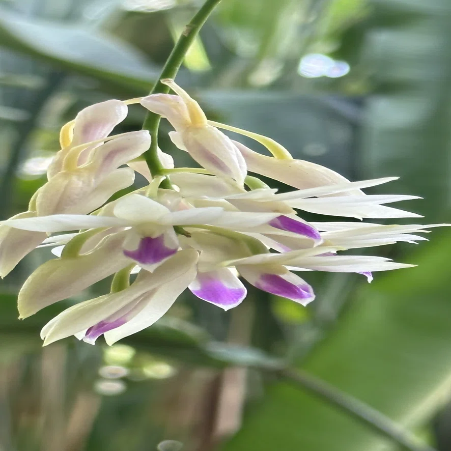 洋ラン 原種 デンドロビューム Den. amethystoglossum DENDROBIUM AMETHYSTOGLOSSUM｜EGGSEED