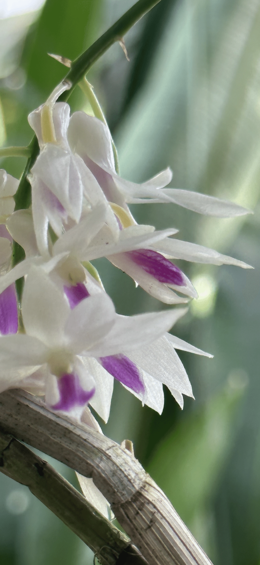 DENDROBIUM AMETHYSTOGLOSSUM｜EGGSEED