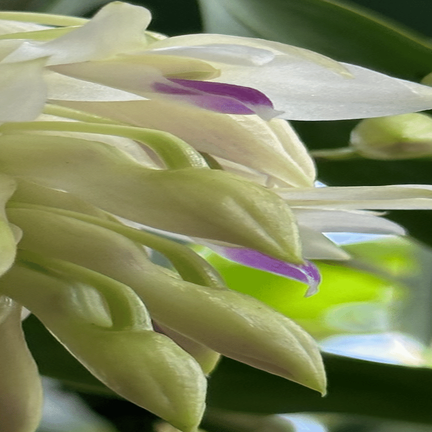 DENDROBIUM AMETHYSTOGLOSSUM｜EGGSEED