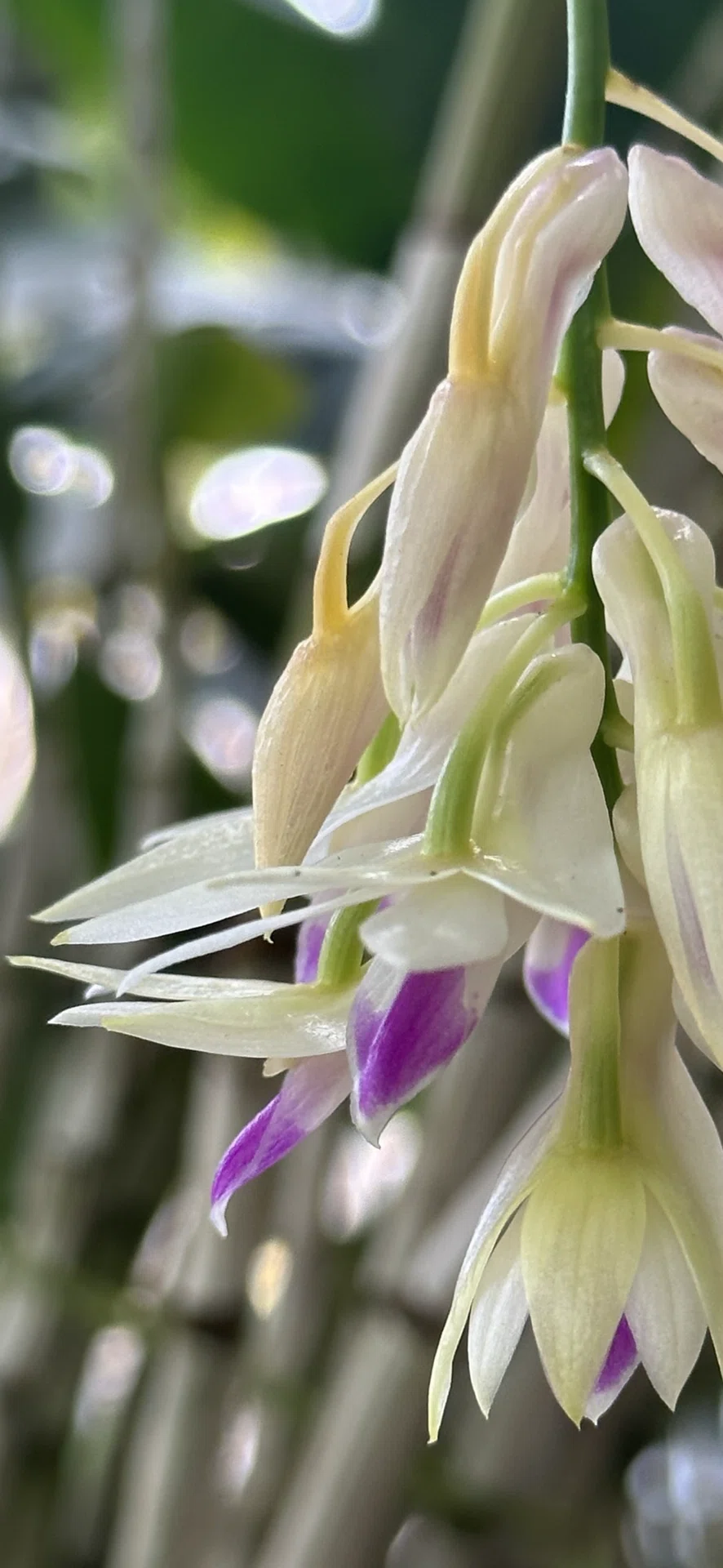 花終　自然種　開花　洋蘭原種　アメジストグロッサム　デンドロビウム　希少 DENDROBIUM AMETHYSTOGLOSSUM｜EGGSEED