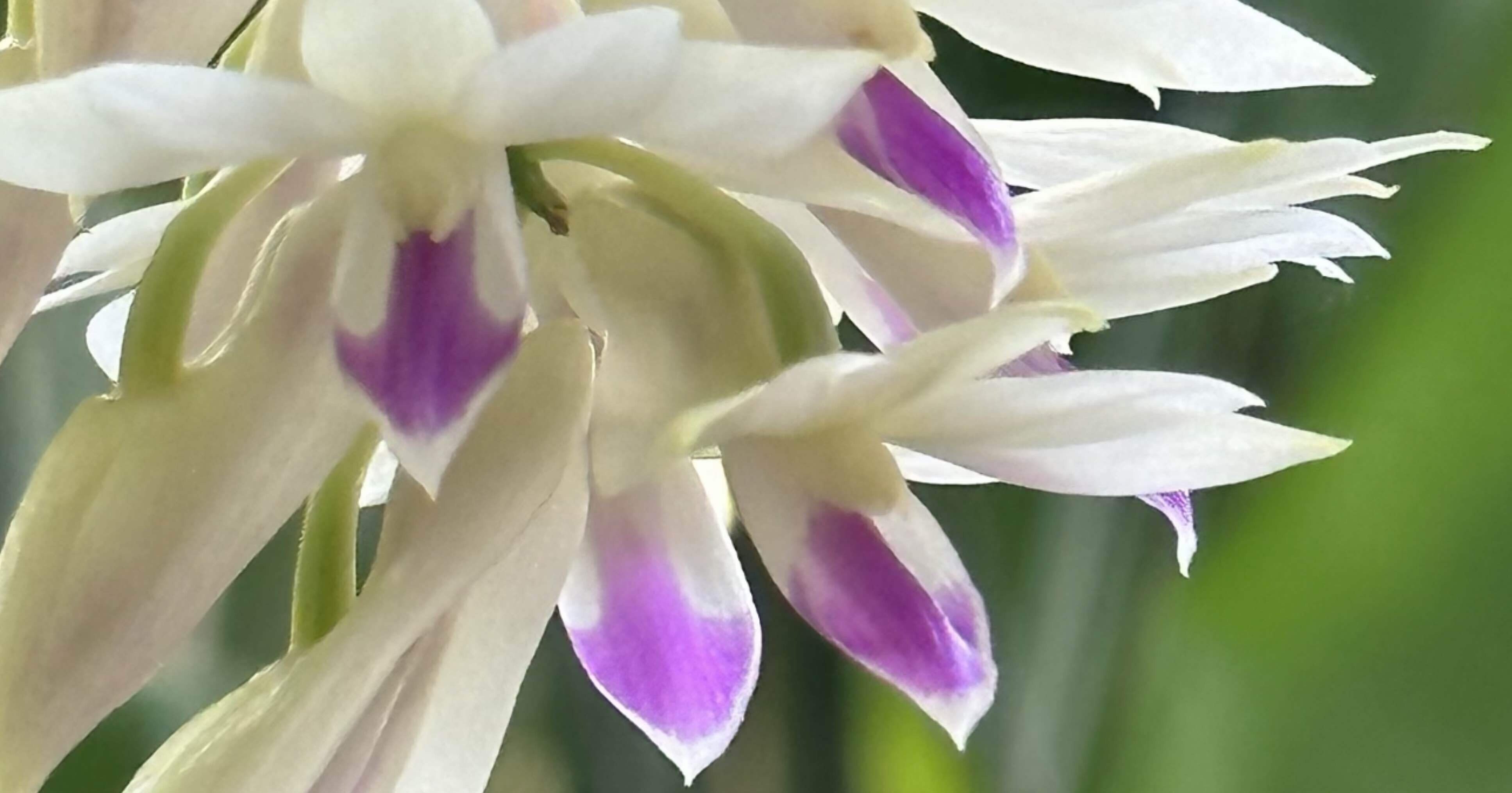 DENDROBIUM AMETHYSTOGLOSSUM｜EGGSEED
