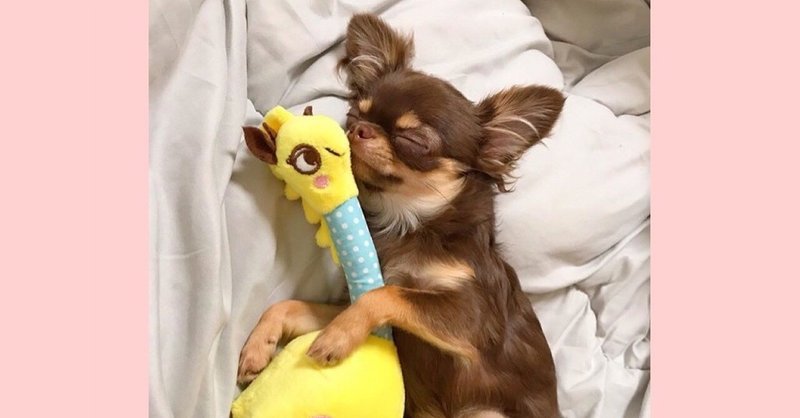 チワワの赤ちゃんの夜泣き の新着タグ記事一覧 Note つくる つながる とどける