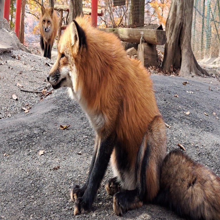 笑顔のキツネさん専用 キツネ写真集「もふみキツネパン」 | キツネグッズショップ | キツネ写真館