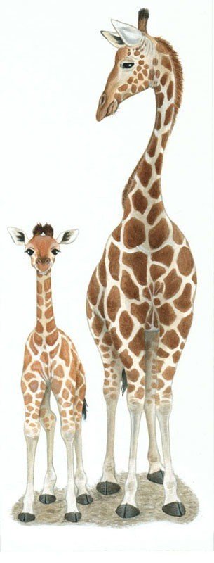 6月21日は世界キリンの日、Happy World Giraffe Day！