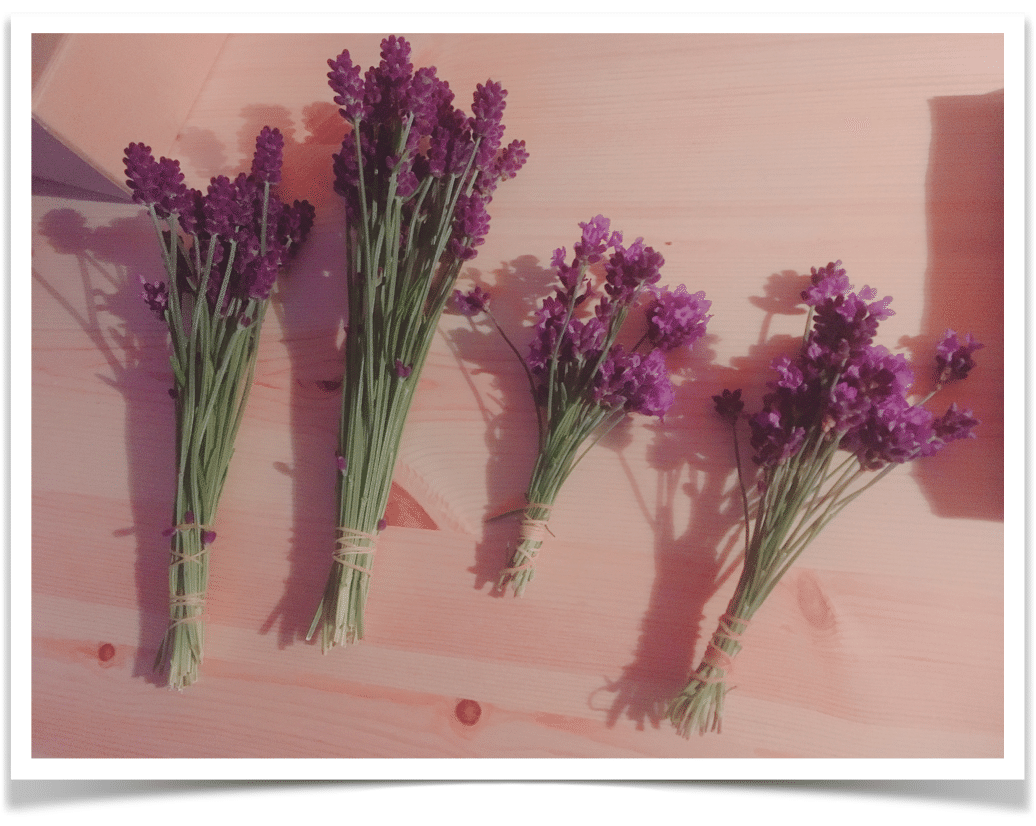 ラベンダーの干し方にひと工夫٩ W و エフゲニーマエダ 平成林業 Note ラベンダーの干し方にひと工夫٩ W و エフゲニーマエダ 平成林業 Note