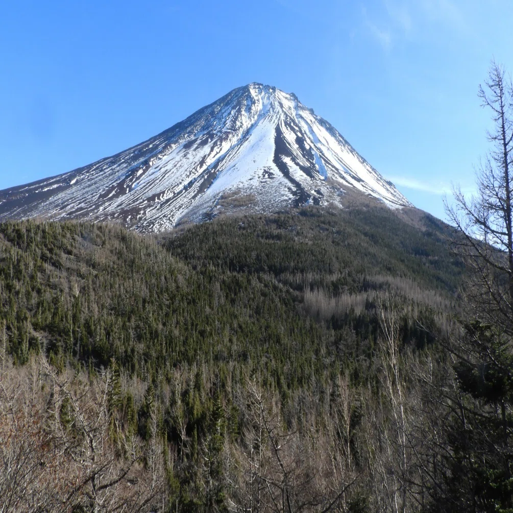 Plant Observation Diary of Mt. Fuji's Ochudo Trail: December 9