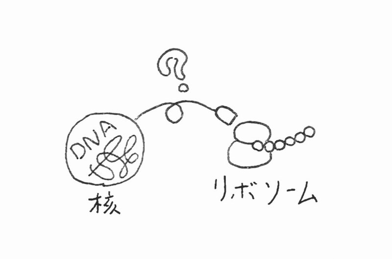 たんぱく質のかたちはアミノ酸のならび順できまる はなさん 生物のしくみを解説 Note