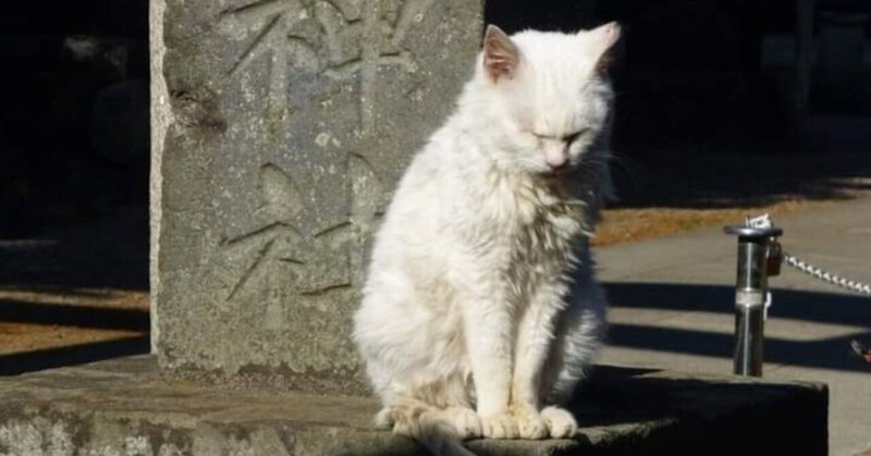 エッセイのようなもの：「出雲伊波比神社の猫。」