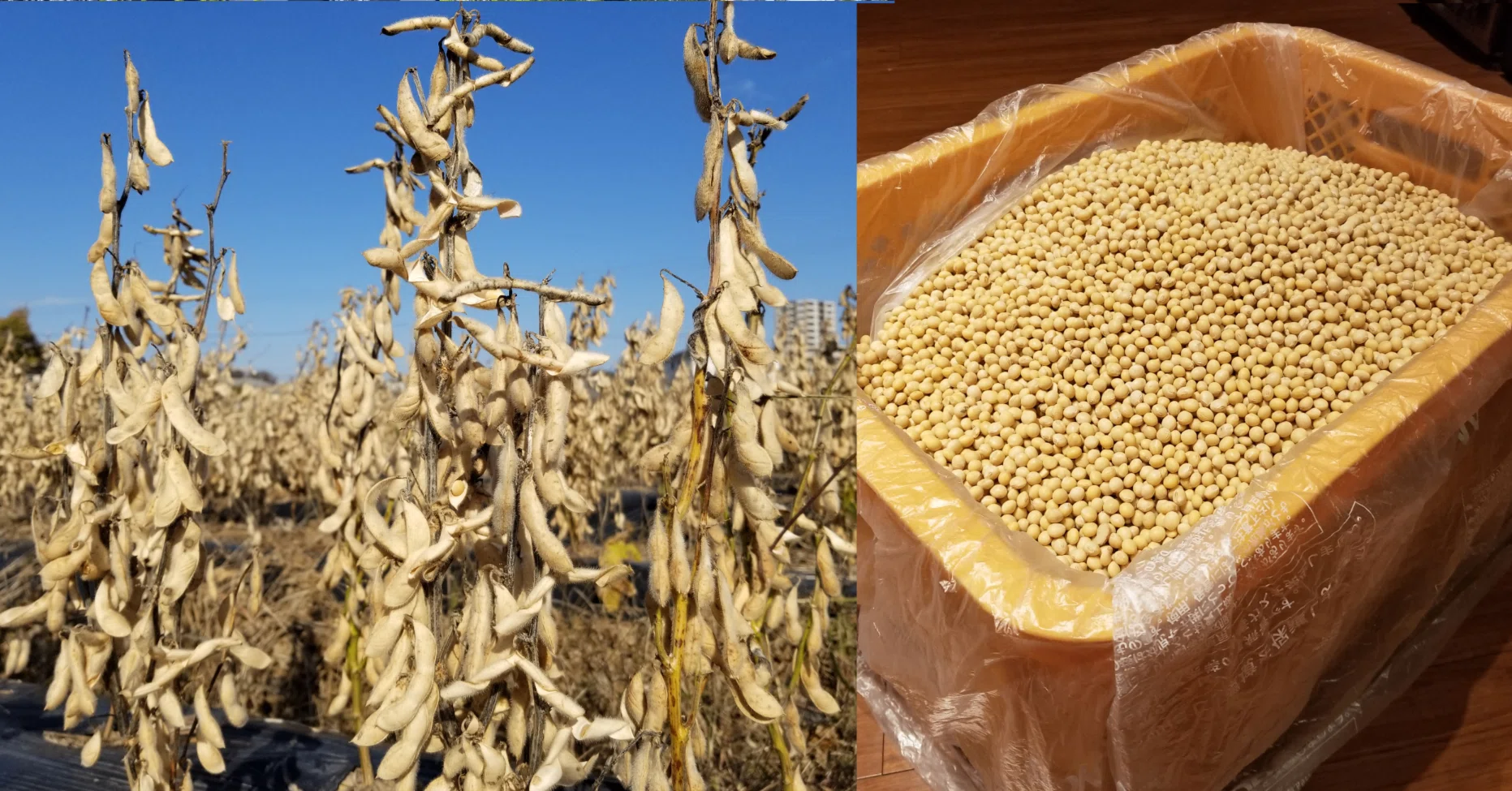 味噌用の｢菌ちゃん大豆｣ 皆で育てて、よもやの豊作30㎏❗🙌｜錬金術師