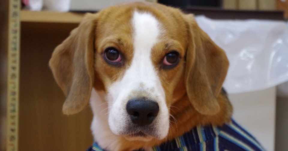 おじいさん犬のトニーが知っていること 鰯崎 友 Note