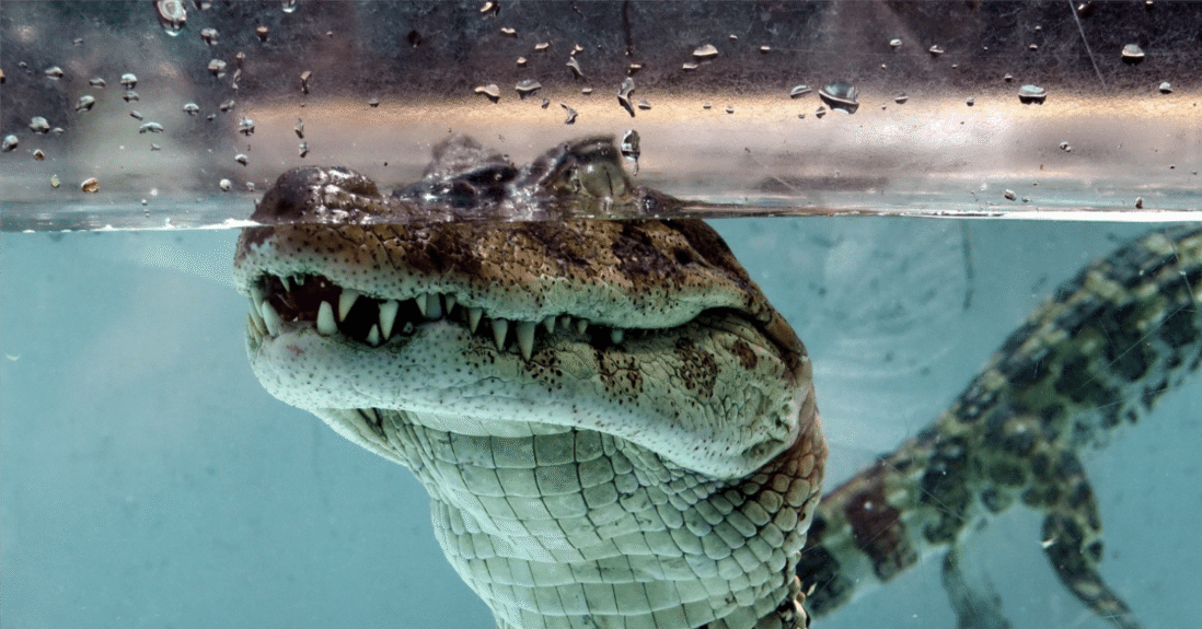 The Lost Universe 古代の巨大ワニ②巨大アリゲーター｜美原さつき