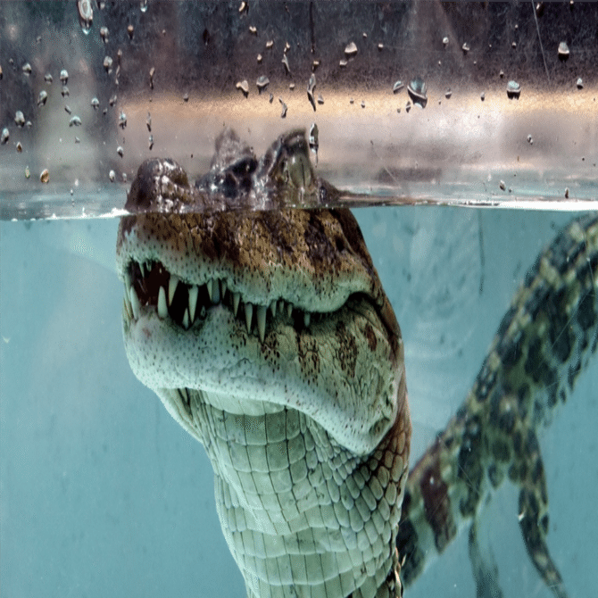 The Lost Universe 古代の巨大ワニ②巨大アリゲーター｜美原さつき