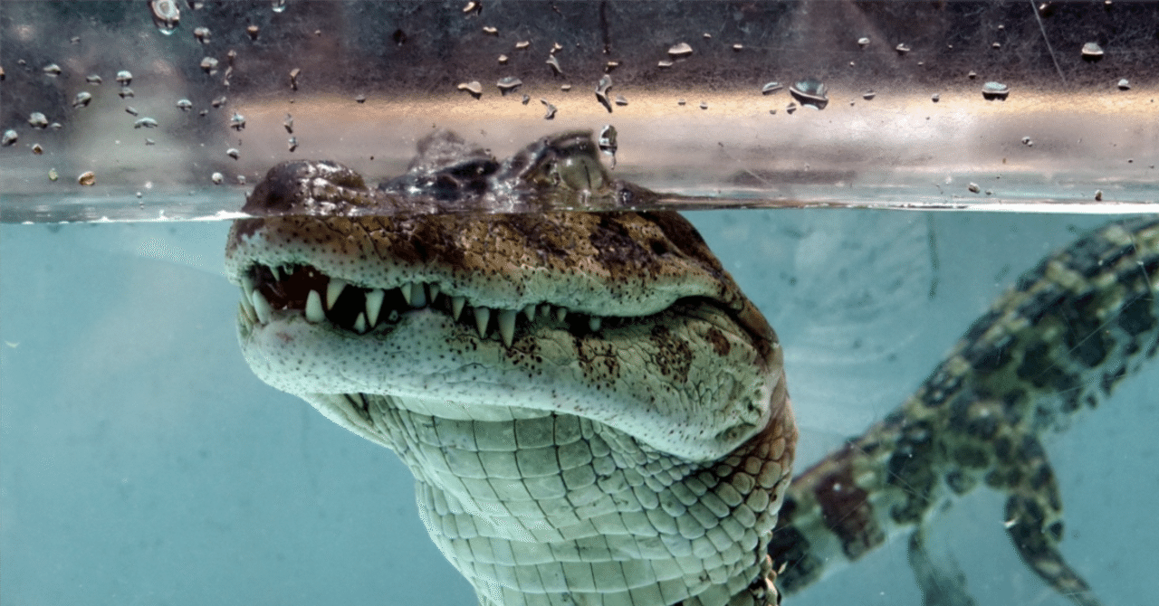 The Lost Universe 古代の巨大ワニ②巨大アリゲーター｜美原さつき