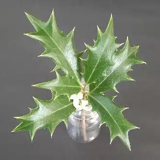 silver_holly601
