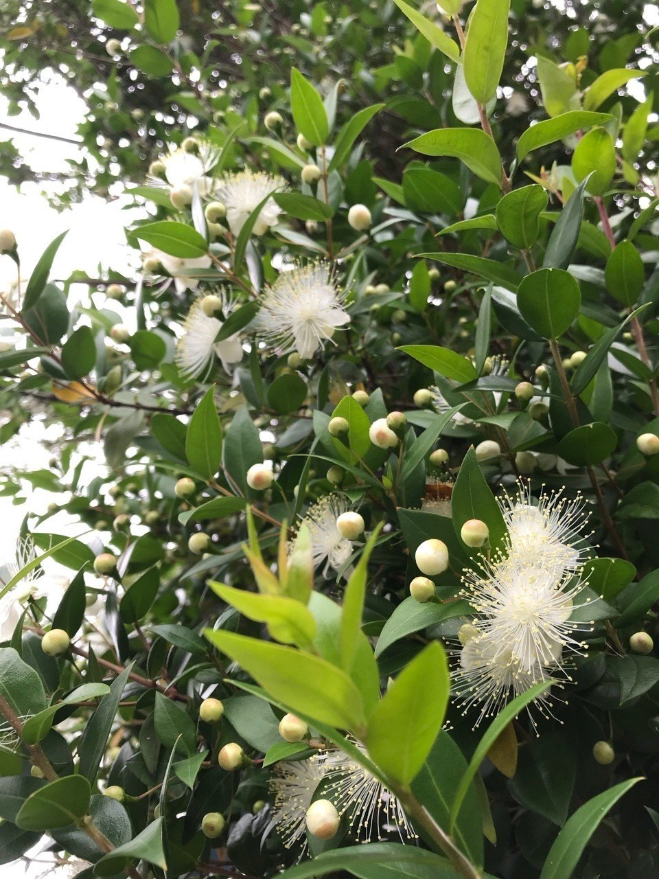 夏の花 マートル 山桃 玉兎 Note