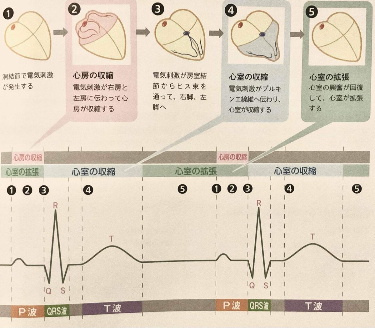 刺激伝導系