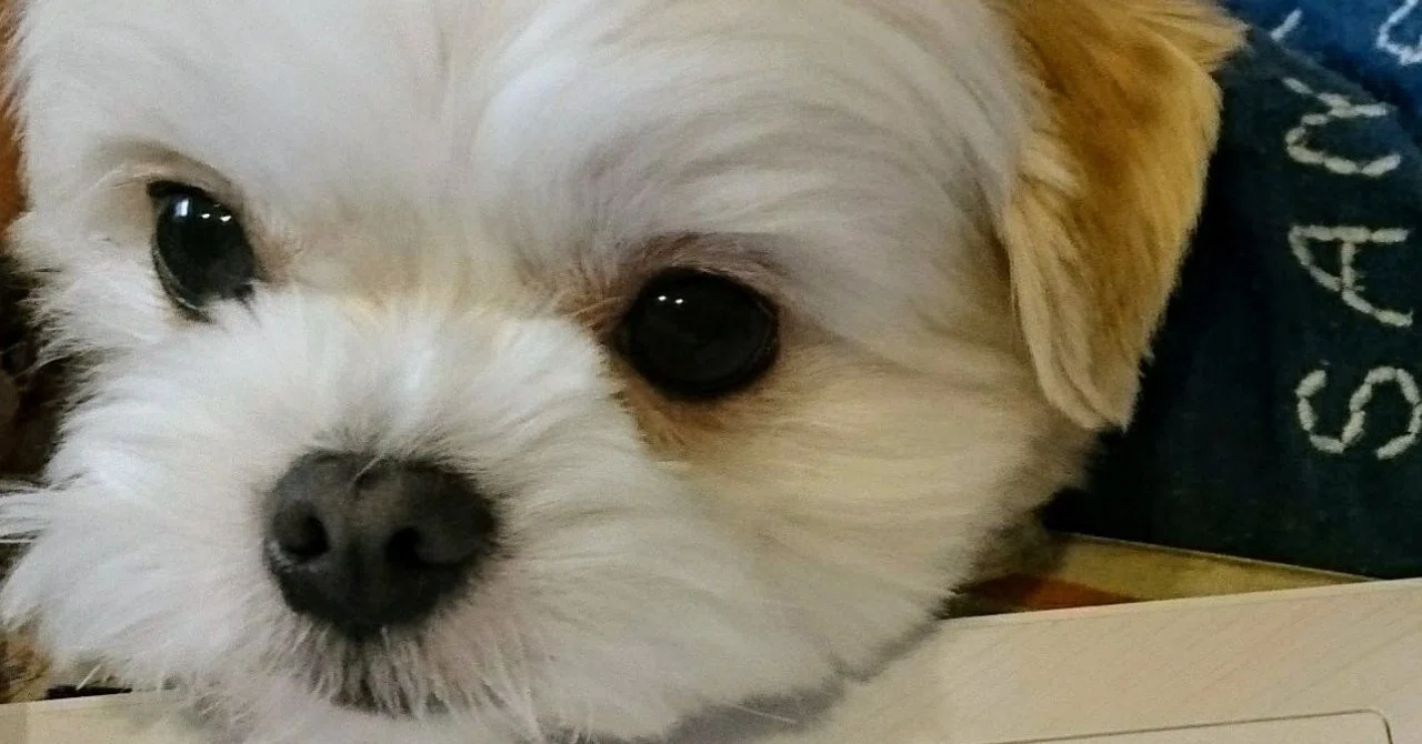 犬とパソコン__2_