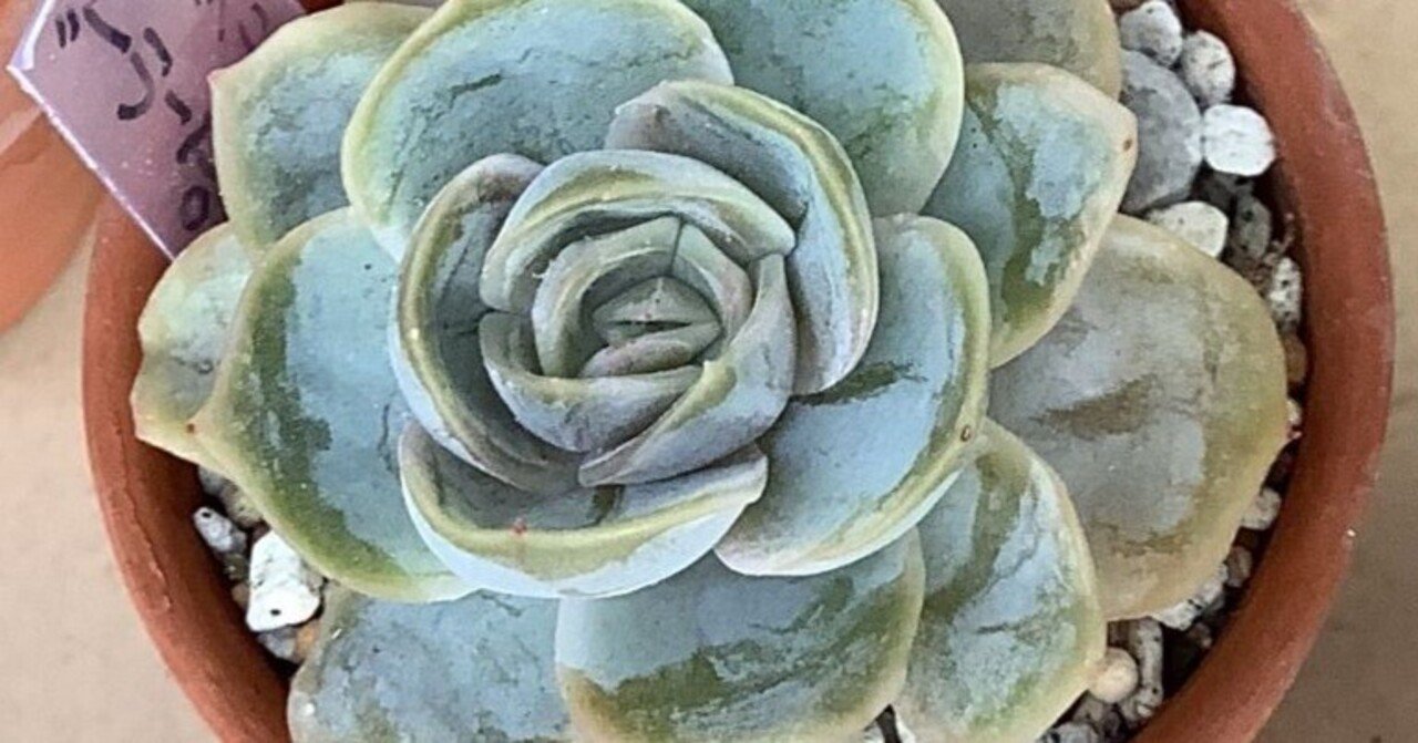 Amazon.co.jp: 多肉植物 寄せ植え エケベリア属 ブルーサプライズ 抜き