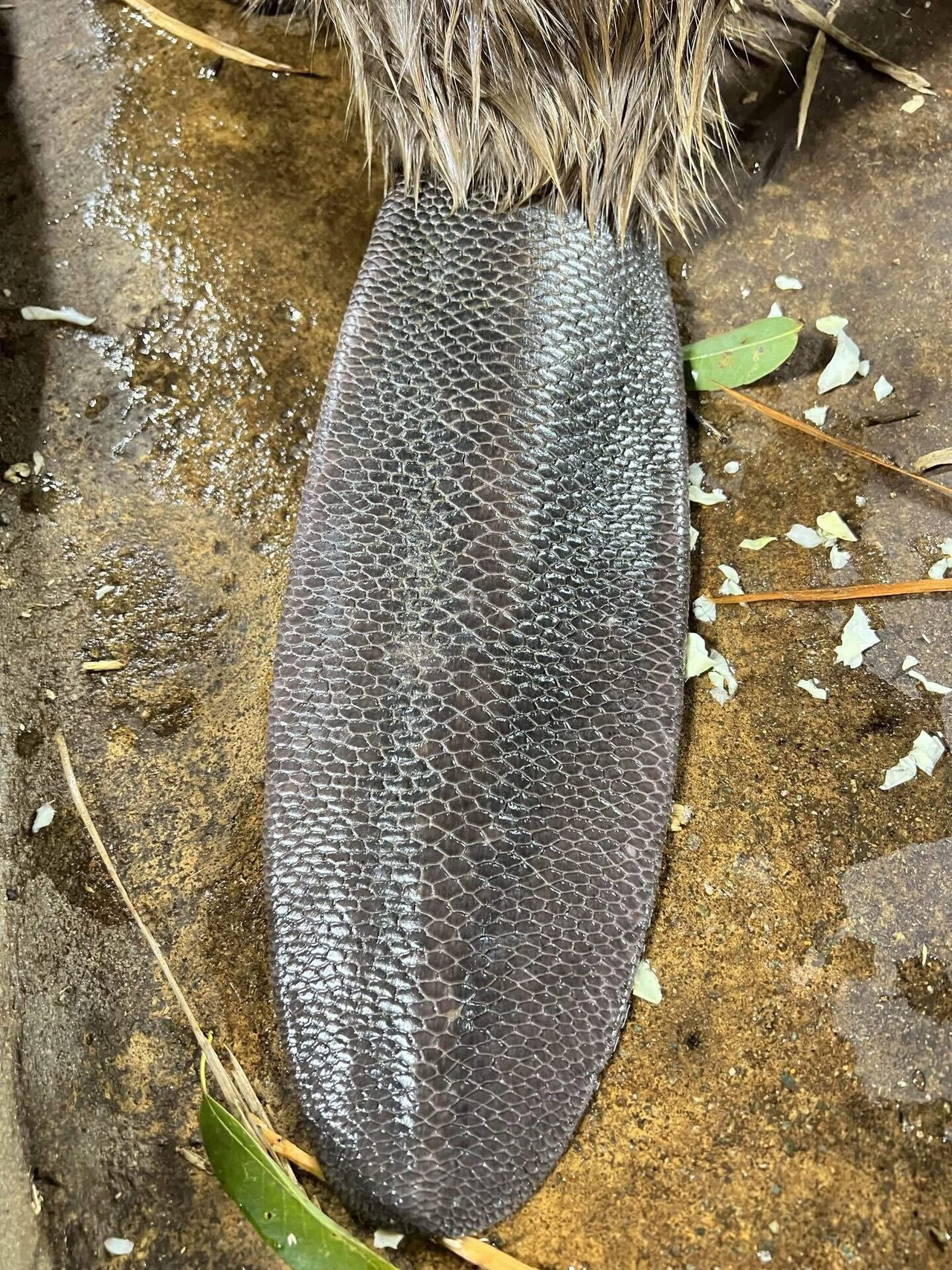 動物たちの便利な｢しっぽ｣｜那須どうぶつ王国公式note