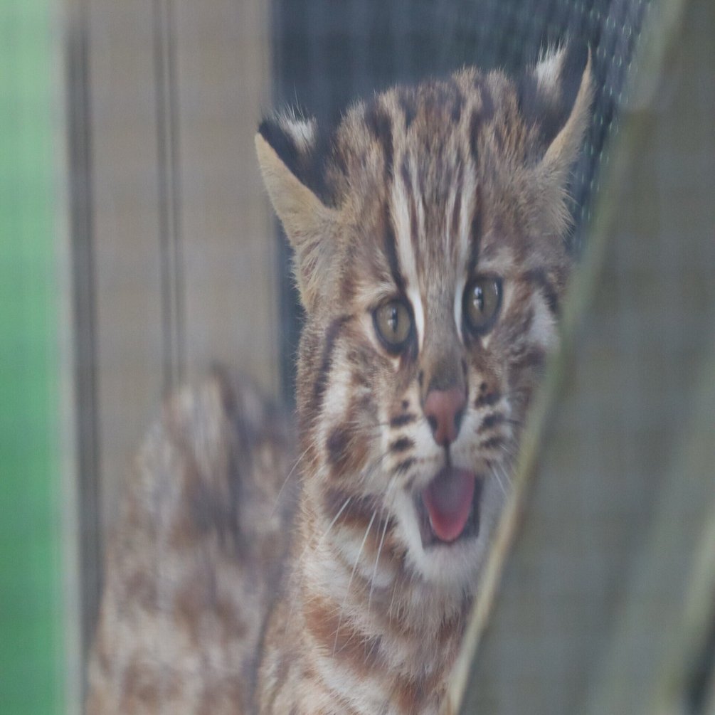 冬、それはツシマヤマネコの移動の季節｜三谷みどり