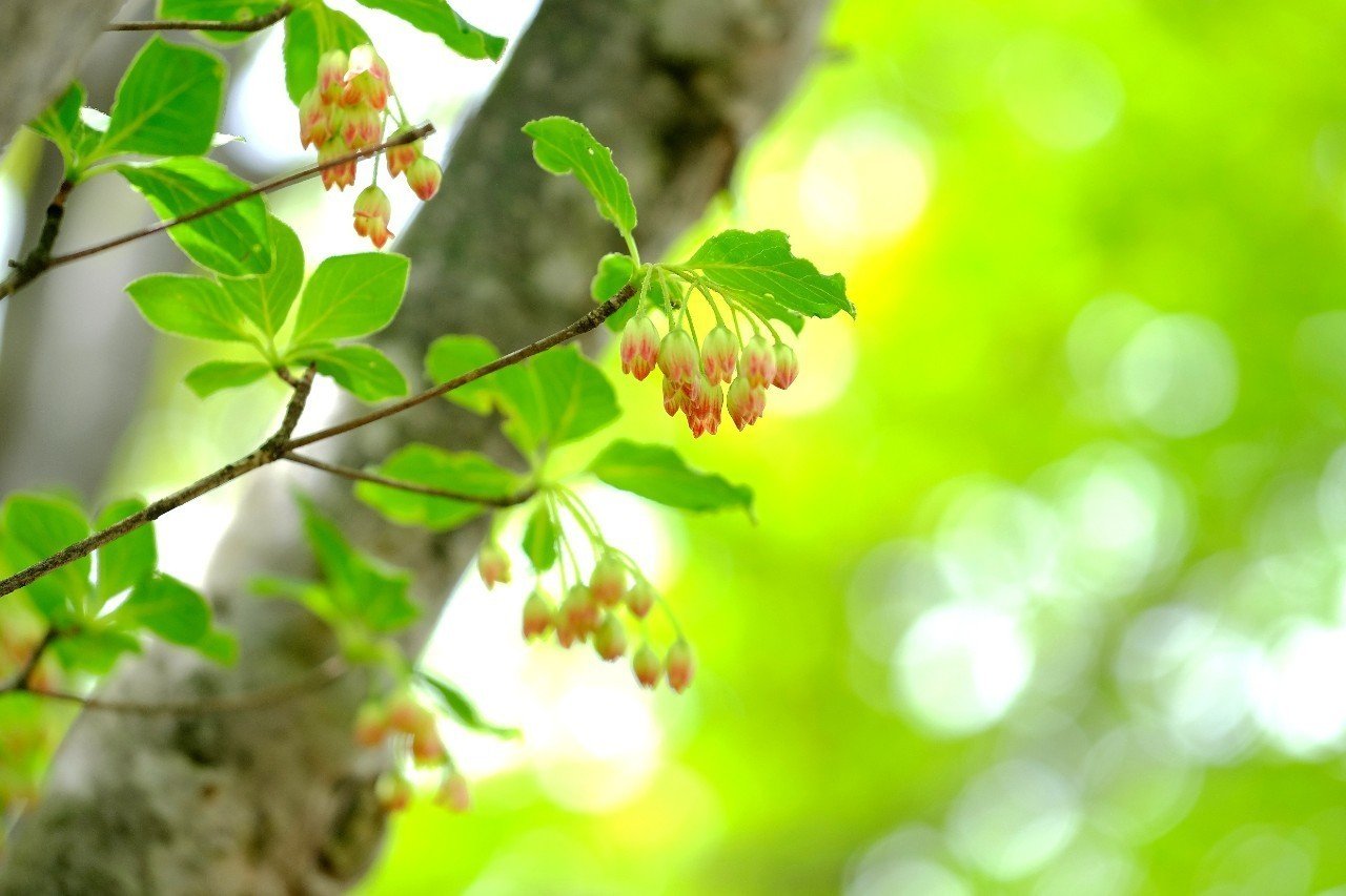 癒し系 可愛いサラサドウダン Hhaannaaiihh Note