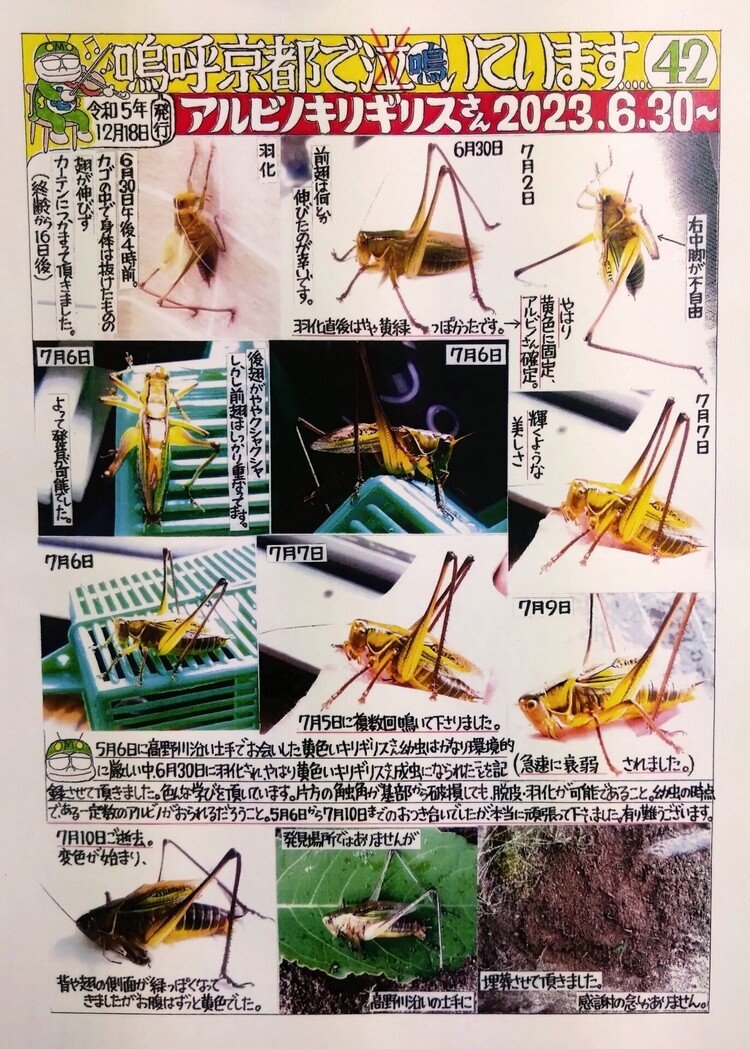 鳴く虫手作り風新聞その42。2023年12月18日発行。5月6日に黄色いキリギリスの幼虫を発見。劣悪な環境とアクシデントにも負けず、成虫になってくれました。その記録の2つ目。羽化からわずか10日で亡くなる。しかし、複数回鳴いてくれました。黄色いキリギリスとの出会いは21年前にもありましたが、その時は写真に撮っただけでした。今回、2ヶ月ちょっと、縁があって付き合ってもらって、感謝感謝です。記録としてバイオームとnoteに残せたことで僅かながらの恩返しとします。