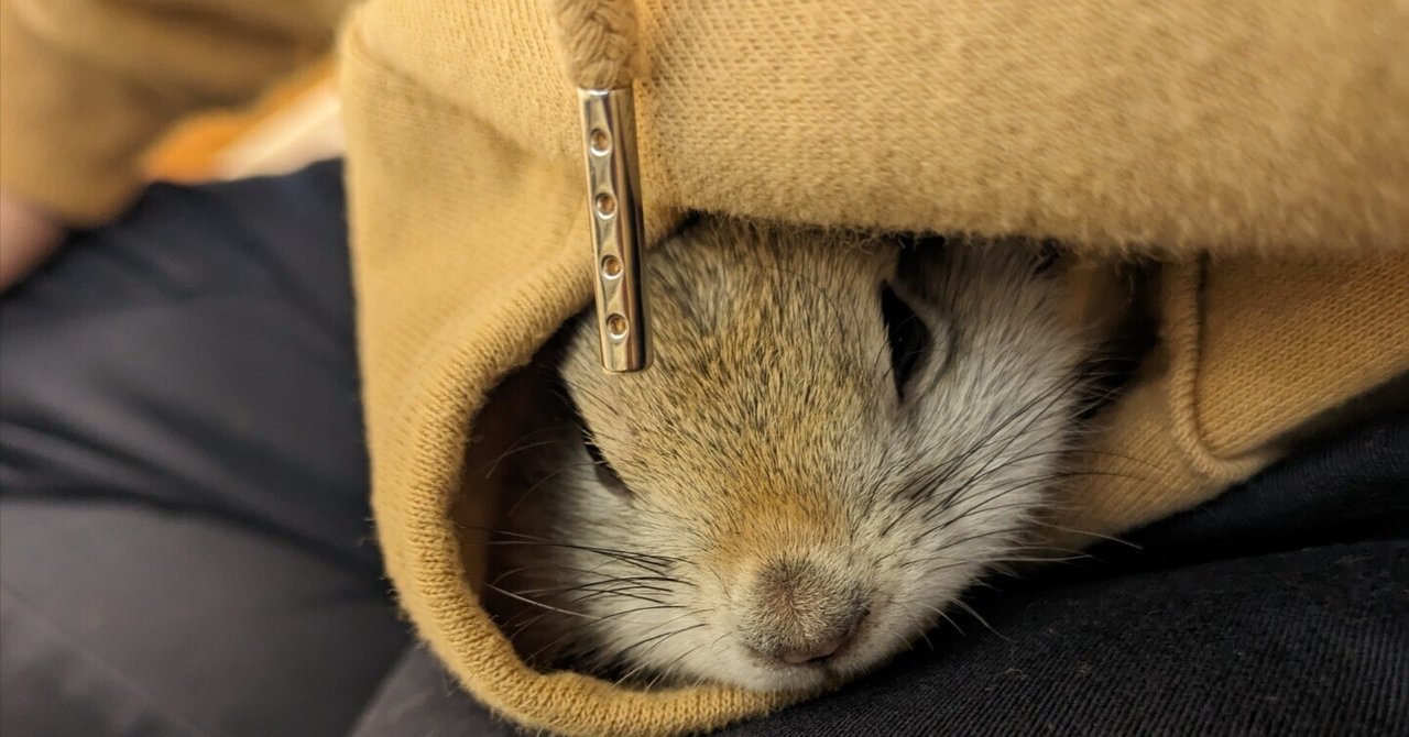 Amazon.co.jp: ザ・プレーリードッグ&ジリス: 食事・住まい