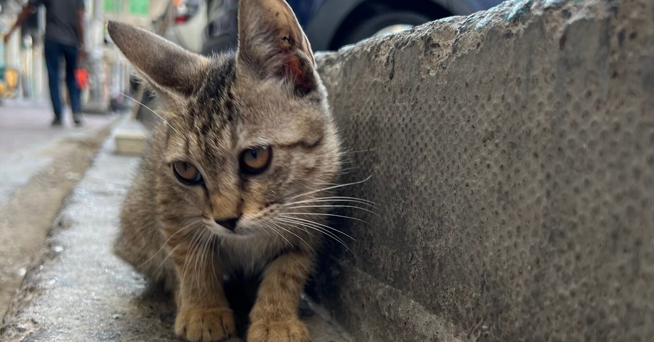 割引 アラブ人は猫が好き｜時間旅行者りゅうさん コレクション